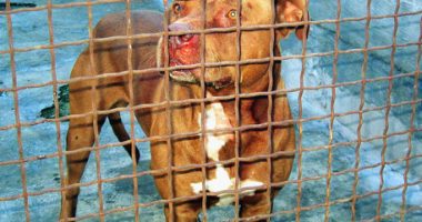 Kafshohet nga 2 qen Pitbull, vdes 66-vjeçari