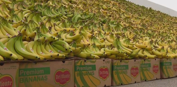 VIDEO/ 31 mijë kg banane, dyqani i frutave thyen rekord