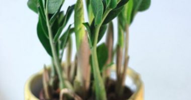 Duhet ta keni patjetër në shtëpi, kjo është bima që ju sjell para dhe shumë fat