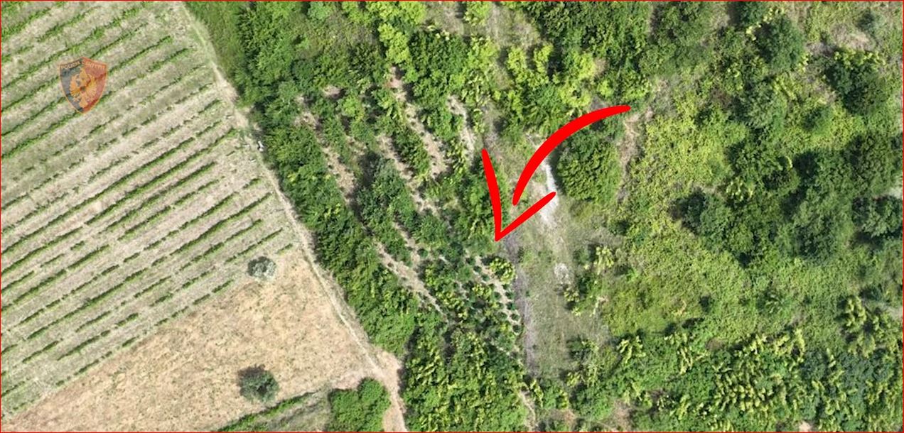 VIDEO/ Aksion antikanabis në Lezhë, policia i vë flakën parcelës, arreston autorin dhe nis hetimin për kryeplakun