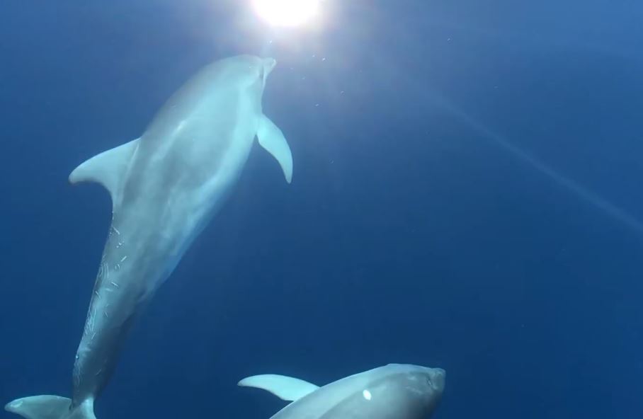 Shpërthimet e luftës, NEXTA: Mbi 3,000 delfinë kanë ngordhur në Detin e Zi
