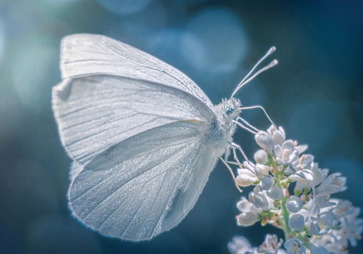 Çfarë kuptimi ka nëse shihni një flutur të bardhë