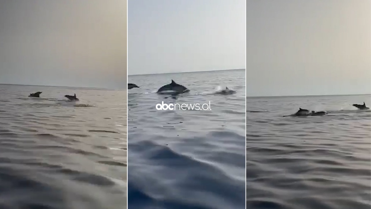VIDEO/ “O sa bukur”, turistët mahniten nga delfinët në gjirin e Vlorës
