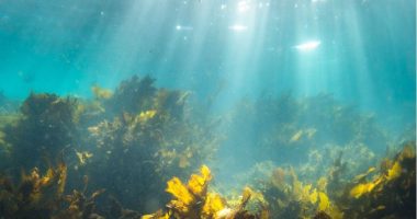 Bima më e madhe në botë u zbulua në Australi