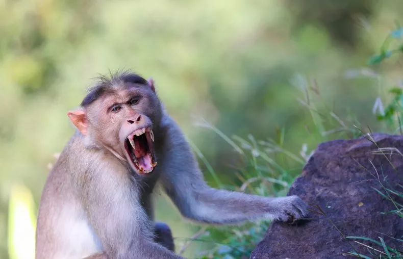 “Luftë” mes kafshëve dhe njerëzve, majmunët e uritur sulmojnë fëmijët