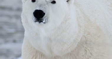 Të rrezikuar nga mungesa e akullit, arinjtë polarë sjellin shpresë me jetesën e tyre në Grenlandë