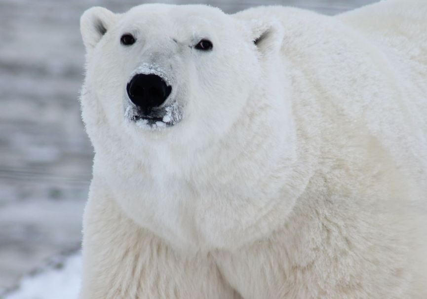 Të rrezikuar nga mungesa e akullit, arinjtë polarë sjellin shpresë me jetesën e tyre në Grenlandë