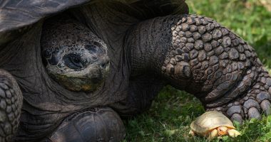 Për herë të parë në botë, lind në kopshtin zoologjik breshka albine midis gjigantëve të Galapagos