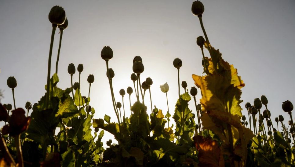 Afganistani ka nisur fushatën për ndalimin e prodhimit të opiumit dhe heroinës