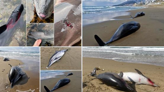 Delfinët viktima të luftës në Ukrainë, mijëra gjitarë të detit të ngordhur ose të lënduar dalin në breg