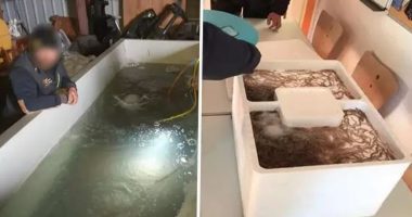 Nga Shqipëria në Spanjë, Europol aksion kundër trafikut të ngjalave, 49 persona në pranga