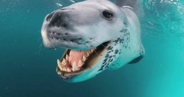 Kjo është e vetmja krijesë që mund të mposhtë peshkaqenin