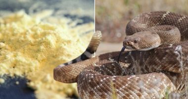 Policët shkojnë për kontroll, pronari i biznesit kërkon t’i largojë si gjarpërinjtë