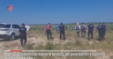 11 grupe në terren e tre dronë, policia kontrolle në ambiente të hapura e të mbyllura për parcela kanabisi në Fier