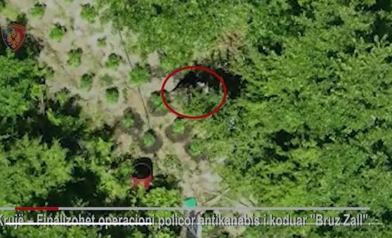 Policia ngre dronin në Krujë, kap kultivuesit duke vaditur kanabisin