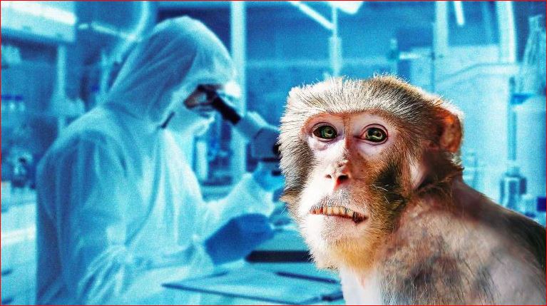 Alarmi nga lija e majmunëve, mjeku: Rrezikojmë një fazë epidemike, transmetueshmëria më e lartë në verë