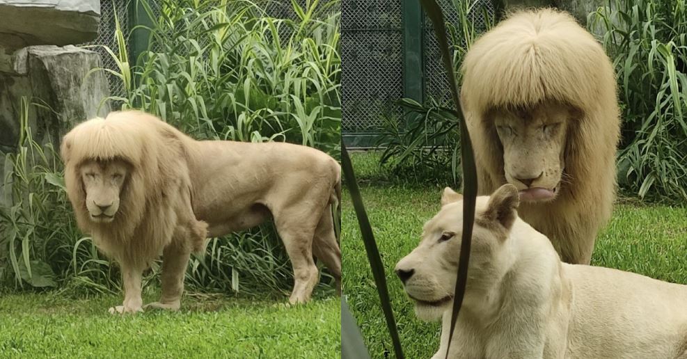 FOTO/ Ky luan është bërë një sensacion në internet për shkak të “ballukeve” të tij