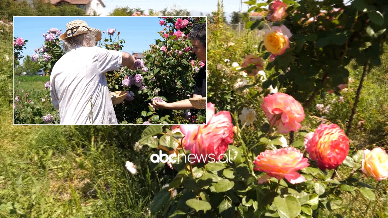 Sonila dhe Giuseppe, prodhuesit e thesareve aromatike. Çifti me 28 vite diferencë ngrenë “perandorinë” e trëndafilave në Krutje
