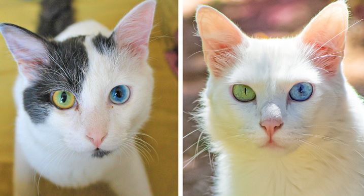 Arsyeja pse macet mund të kenë 2 sy me ngjyra të ndryshme