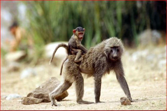 “Banda” e majmunëve rrëmben dhe vret foshnjën 1-muajshe