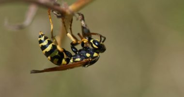 E pickoi grerëza, ndërron jetë 60-vjeçari