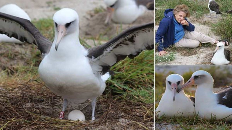 Sophia është zogu më i vjetër në botë, 68 vjeçe dhe do të bëhet nënë për herë të 37-të