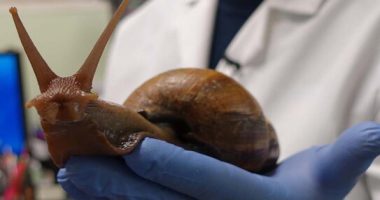 Kërmijtë gjigantë të gjatë 20 centimetra “pushtojnë” Florida-n: Të rrezikshëm për njerëzit