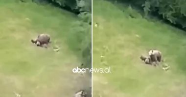 Arusha përkëdhel të vegjlit e saj në malin e Tomorrit, video që do ju shkrijë zemrat