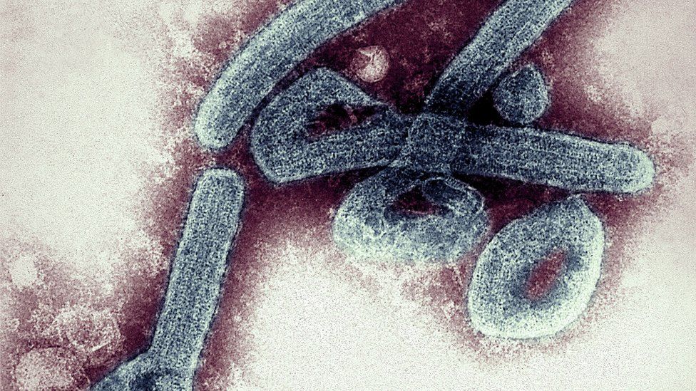 Gana konfirmon rastet e para të virusit vdekjeprurës “Marbug”
