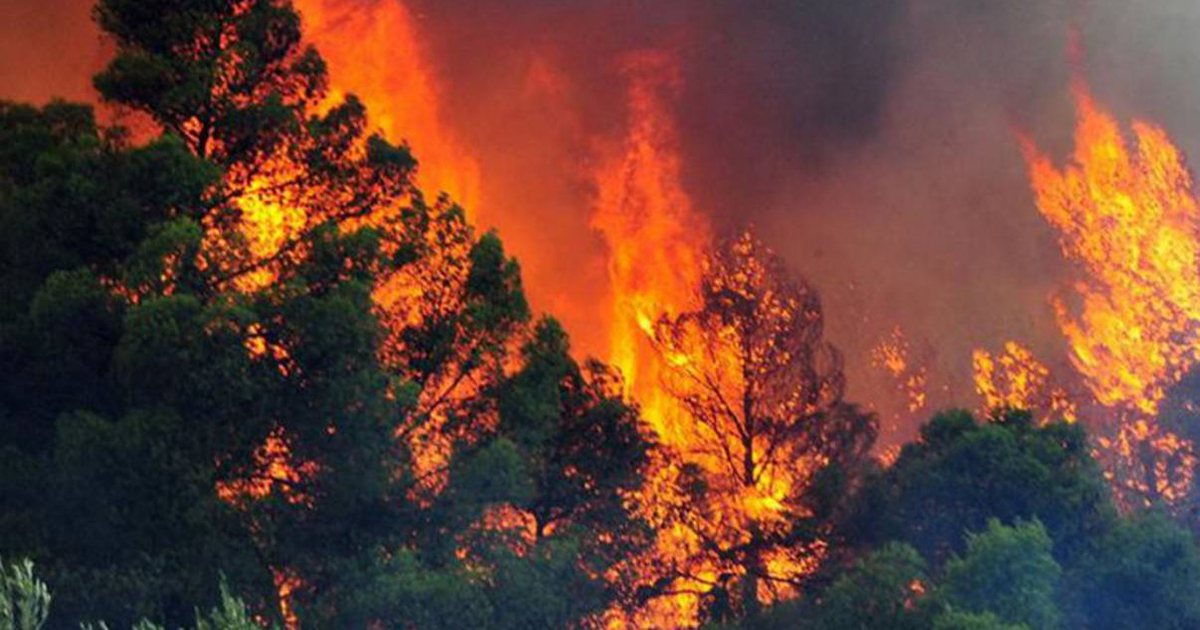 Zjarr masiv në Gjirin e Lalëzit, 5 banesa rrezikohen nga flakët