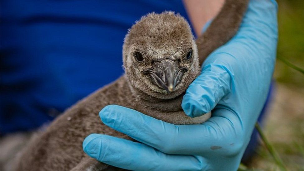 “Chester Zoo” në Angli mirëpret ardhjen e zogjve të rrallë të pinguinëve