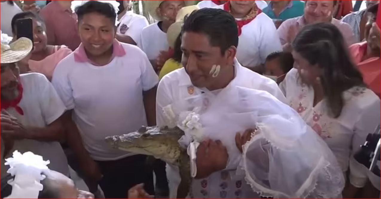 VIDEO/ Kryebashkiaku meksikan martohet me aligatorin, vulos dasmën me puthjen në buzë