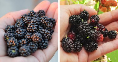 Nga ndryshojnë manaferrat nga manat