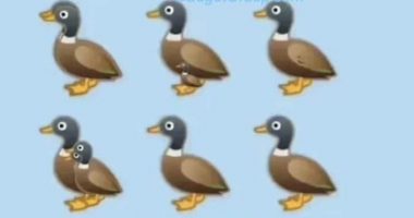 Sa rosa shikoni në foto? Testi viral që të gjithë gabojnë