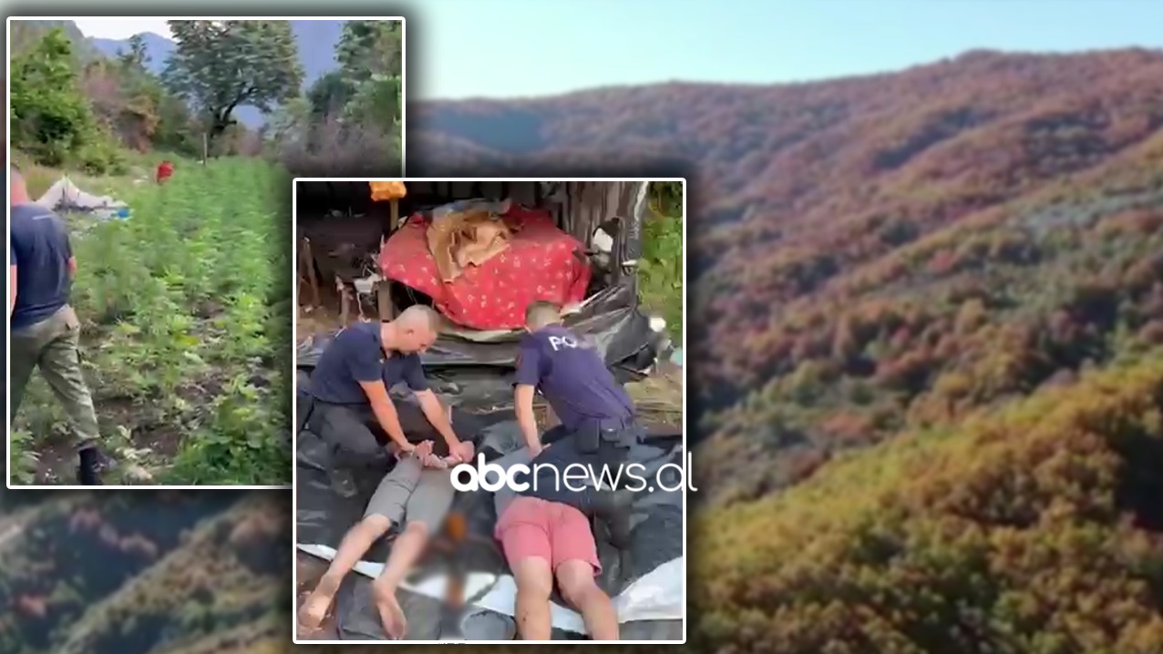 Policia ngre dronin në fshatrat e Shkodrës, zbulohet parcela me kanabis, pranga dy të rinjve