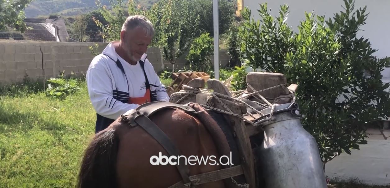 Rritja e çmimeve, blegtorët në Gjirokastër po falimentojnë