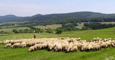 Kriza e blegtorisë, çobanët po shesin bagëtitë dhe largohen në emigracion nga mungesa e subvencioneve
