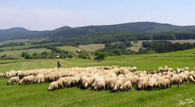 Kriza e blegtorisë, çobanët po shesin bagëtitë dhe largohen në emigracion nga mungesa e subvencioneve