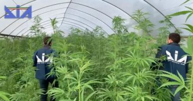 Si Ndrangheta dhe mafia puliane pastojnë paratë e trafikut të drogës në Shqipëri