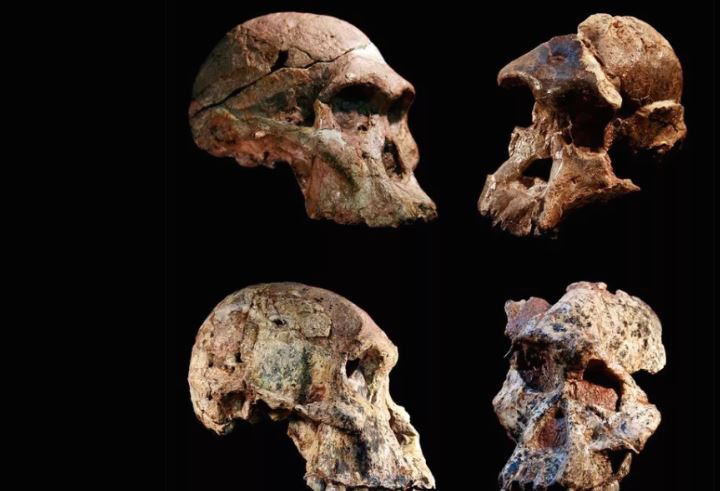 Fosilet e Afrikës së Jugut, mund ta rishkruajnë historinë e evolucionit njerëzor