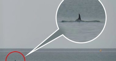 “Përbindëshi” i detit shfaqet shumë pranë plazhit britanik