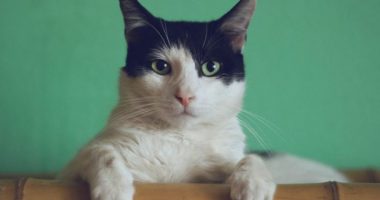 Egjiptianët thonë 9, arabët 7, ndërsa spanjollët 6. Por sa jetë ka në të vërtetë macja?