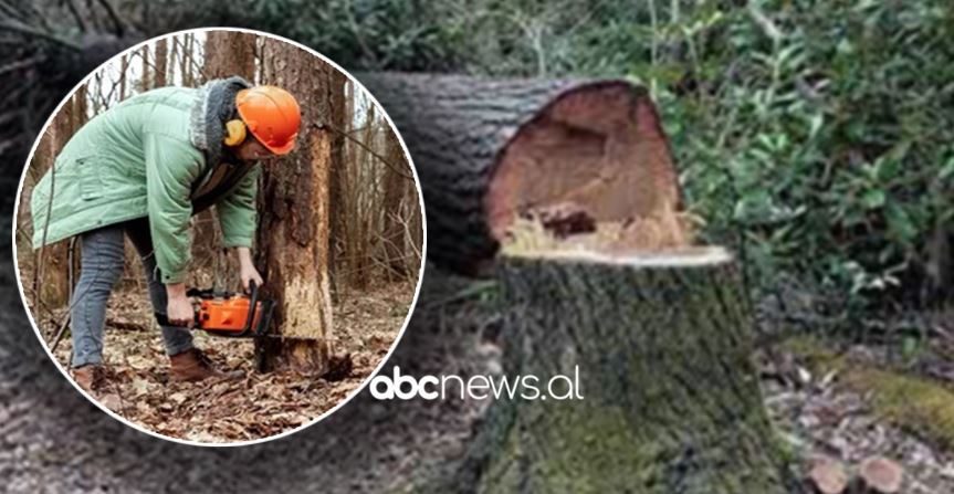 Ishte duke prerë dru, humb jetën 48-vjeçari në Shkodër