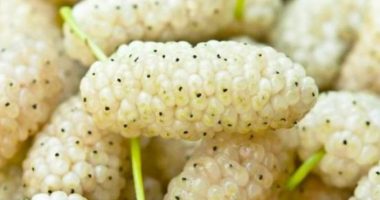 Konsumimi i manave sjell përfitime të shumta shëndetësore