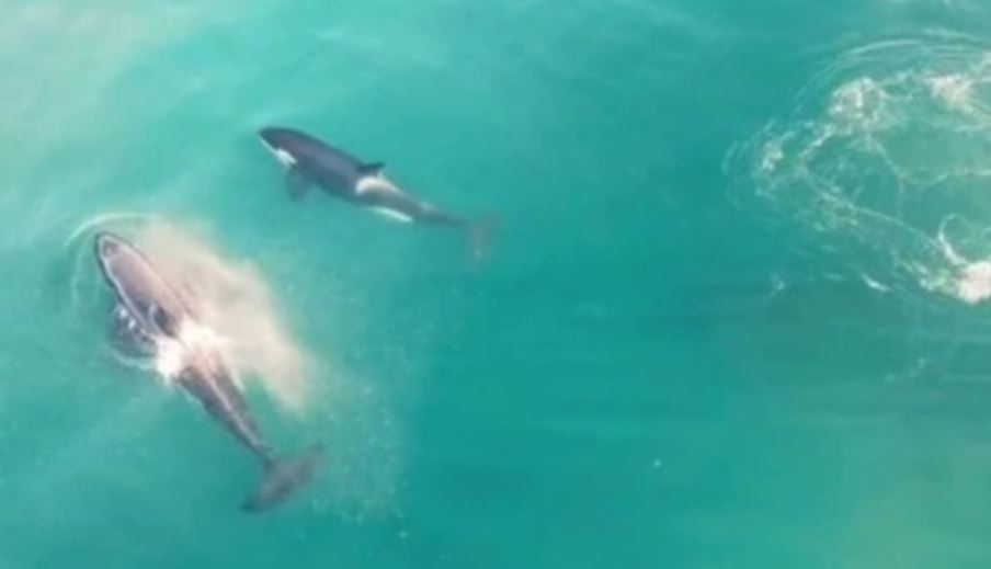 Betejë e përgjakshme mes “përbindëshave” të detit, balena i këput mëlçinë peshkaqenit