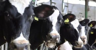 Shkëlqimi dhe rënia e blegtorisë, ku ikën lopët?