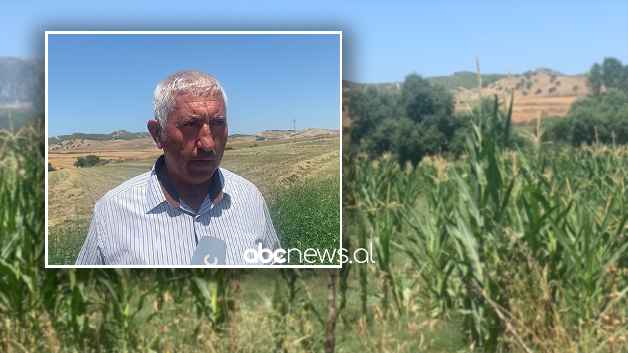 Karkaleci dëmton të mbjellat në Vlorë, bujqit kërkojnë dezinfektim masiv të zonës
