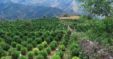 U kapën duke vaditur parcelën e kanabisit mes pyjeve, në pranga 45-vjeçari bashke me djalin e nipin në Pukë