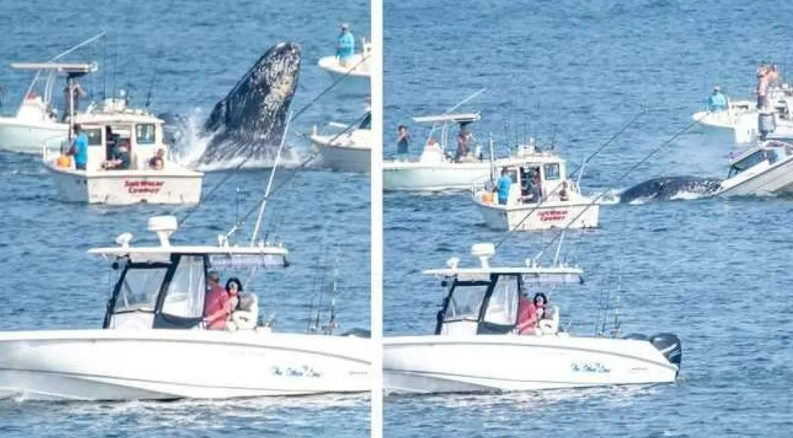 Momenti i frikshëm në det, balena del nga uji dhe godet varkën