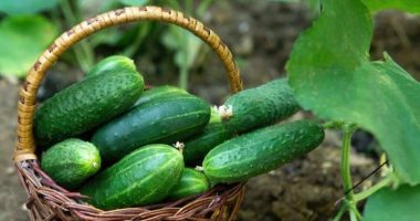 Si ta ruajmë kastravecin për një periudhë më të gjatë kohore?